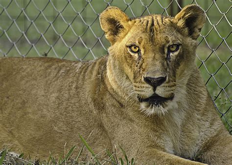 See more ideas about animals wild, wild cats, animals beautiful. Female Lion Photograph by Melany Sarafis