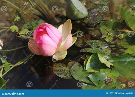 Beautiful Lotus Flower With Yellow Pollen On Surface Of Pond Stock