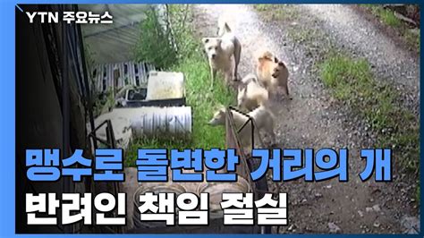 맹수로 돌변한 거리의 개 양계장 습격에 인명 피해까지 YTN YouTube