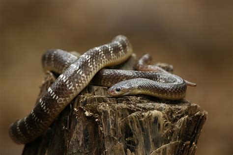 Venomous Snakes Of India Wildlife Sos