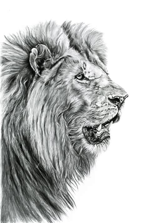 This is the third drawing in the series, a lion. THE JENNY MALLON COLLECTION - A range of charcoal drawings on paper - Art People Gallery