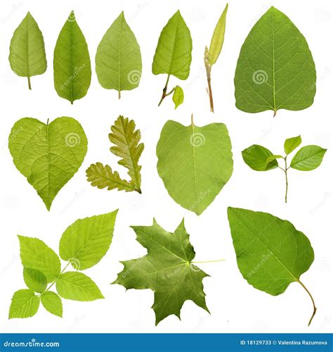 Collection Green Tree Leaves High Resolution Stock Photos Image