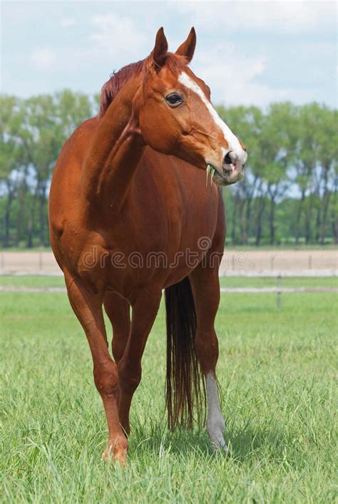 Beautiful Chestnut Horse On A Pasture Stock Image Image Of Pets