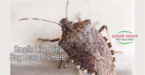 Smells Like Stink Bug Season Is Here Pest Control In Venice Fl