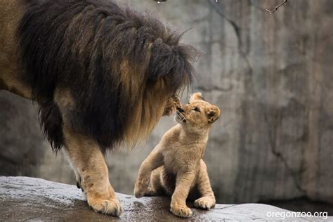 Lion Cubs Meet Their Father For The First Time At Oregon Zoo