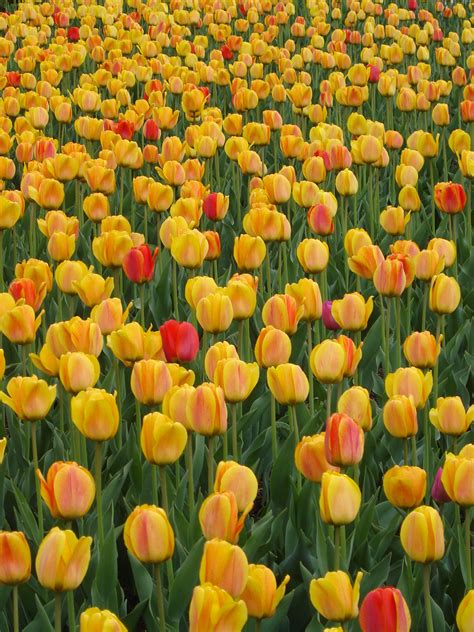 40 Colorful Photos Of The Canadian Tulip Festival Boomsbeat