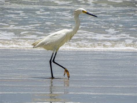 White Egret Heron Beach Bird Stock Image Image Of Beach Walking