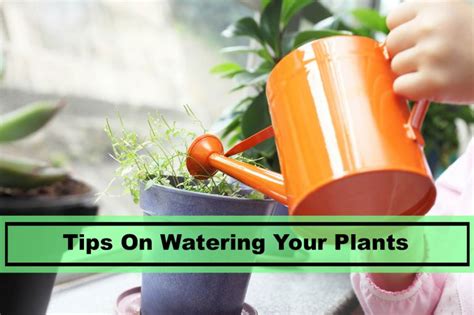 Best Tips For Water Plants In 2019 Plants Spark Joy