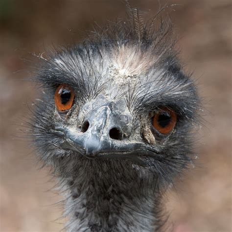 Emu San Diego Zoo Animals And Plants