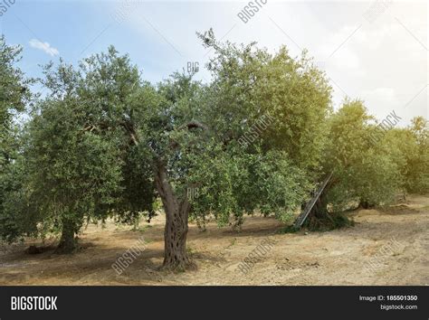 This recipe is from the sunset international vegetarian cook book that my grandmother gave me as a gift when i was a budding teenage cook. Old olive tree in Italy. Beautiful calm mediterranean ...