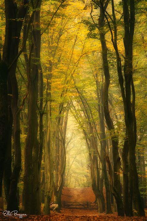 Secluded By Ellen Borggreve Forest Photography Magical Forest