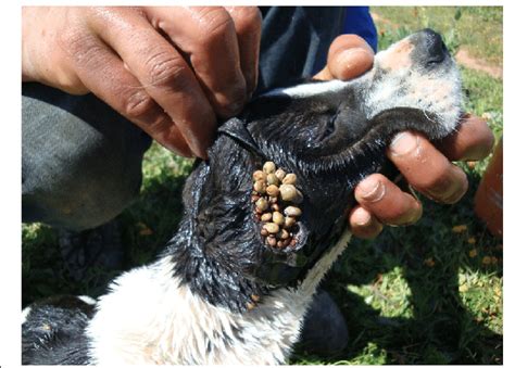 Rhipicephalus Sanguineus Engorged Ticks Attached To The Ear Of A Dog