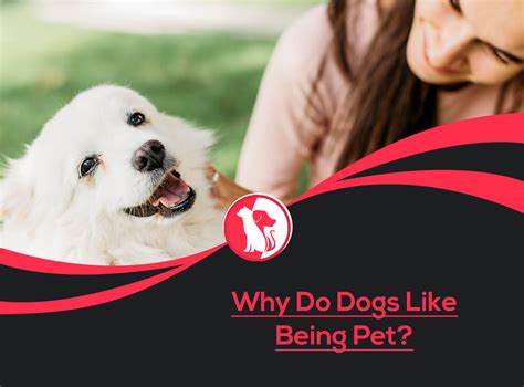 Where Do Dogs Like To Be Petted The Most