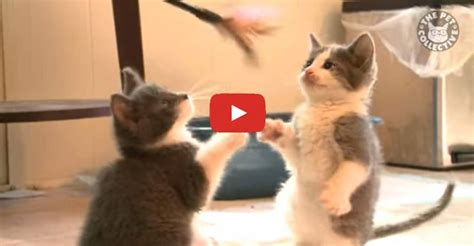 13 Cute Kittens Video Compilation We Love Cats And Kittens
