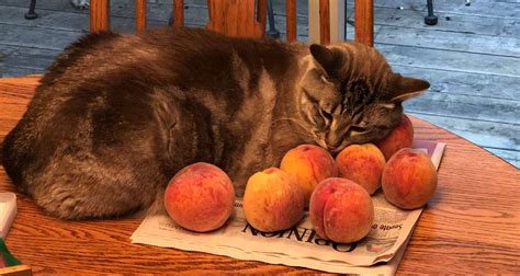 Ozzy The Cat Loves Cuddling Peaches Twitter Reacts To The Viral Photo Thrillist