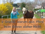 6 Gründe, warum dein Pferd beim Führen stehen bleibt - Linda Schüller