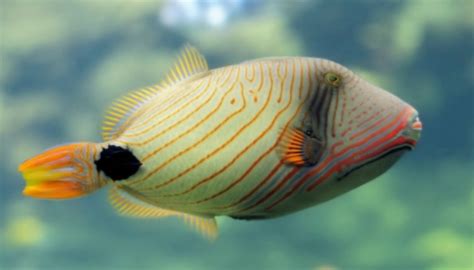 Triggerfish Ikan Hias Air Laut Yang Biasa Menjadi Peliharaan Para Hobiis