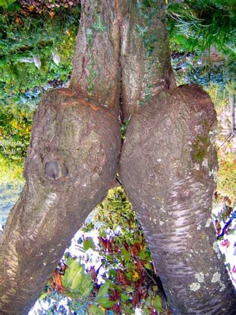 Curious Funny Photos Pictures Sexy Trees 28 Pics