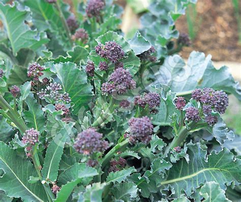 Broccoli Purple Sprouting Early Seeds Eden Seeds