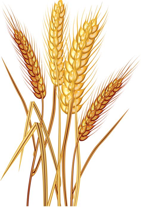 Land clipart wheat field, Land wheat field Transparent FREE for png image