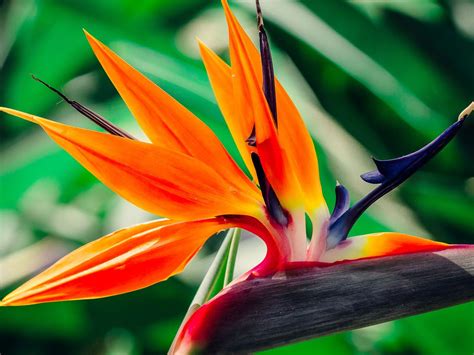 Bird Of Paradise Is The Stunning Plant Your Garden Is Missing Birds
