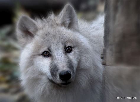 Eripe Lupus Email Politicians For Our Wolves
