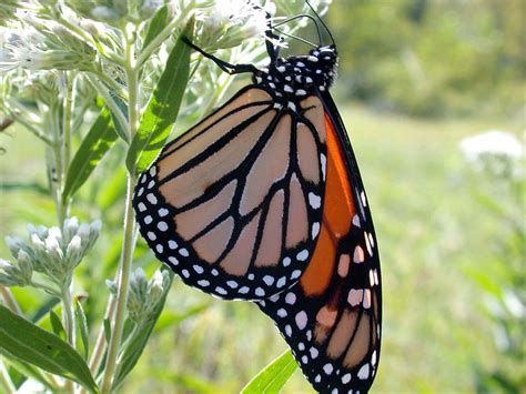 Pesticides Found In Monarchs Milkweed Near Farm Fields