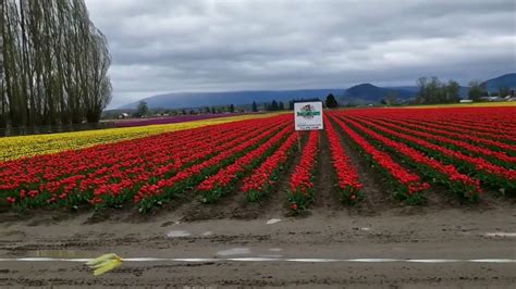 Tulip Fields In Bloom Pacific Northwest Youtube