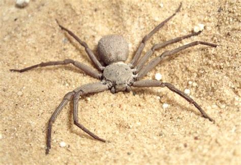 Whats The Most Poisonous Spiders In The World Pest Aid 2022