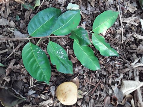 Psidium Friedrichsthalianum Costa Rican Cas Guava Raindance Seeds