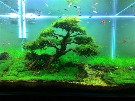 Freshwater Fish Tank Ideas Aquascape Inspiration Fish Tank Plants