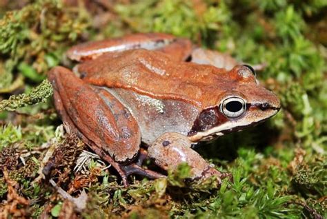 Cryobiology Frozen Wood Frogs And Adaptations For Survival Owlcation