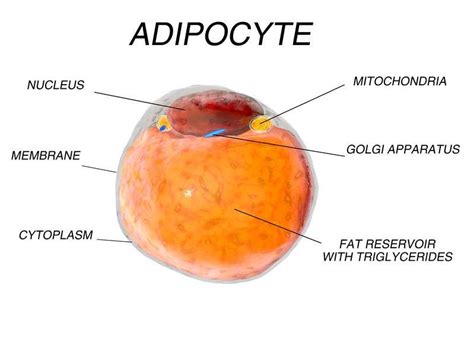 Its main function is to store energy in the form of lipids. Uncovering the Biology Behind Fat Cells