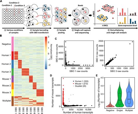 Multiplexed Single Cell Rna Seq Via Transient Barcoding For