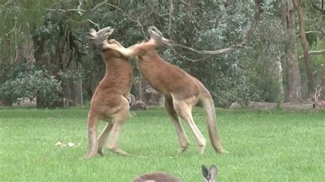 Kangaroo Kicking Youtube