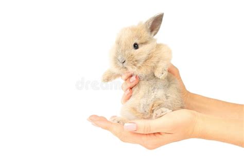 Bunny Rabbit In Female Hands Stock Image Image Of People Animal
