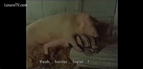 Woman Makes Animals Cum Inside Her Pig Fuck Her Likewise