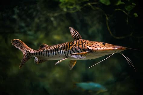 The Regal Resident Caring For A Tiger Shovelnose Catfish Aquarium