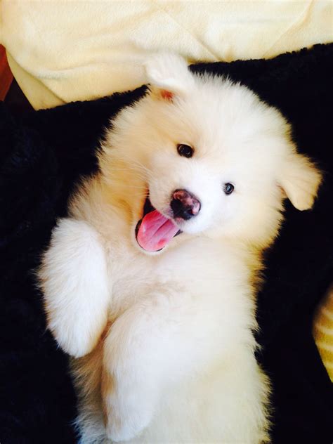 Pin By Sc💋 On Adorable Fur Babies Samoyed Puppy Cute Dogs