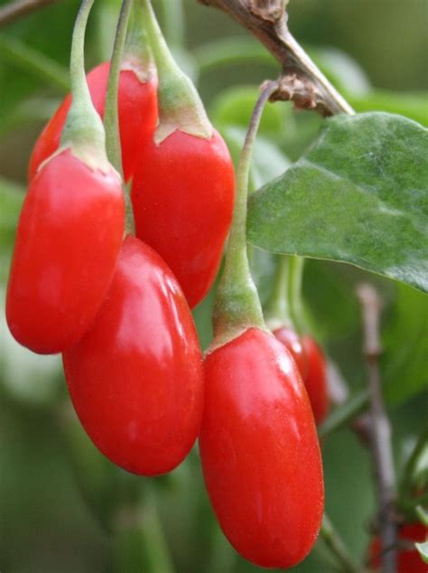 Goji Berry Wolfberry Bright Orange Red Berries Slightly Sweet With