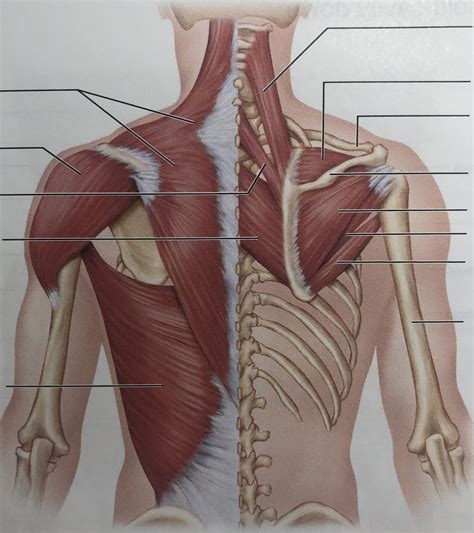 Posterior Muscles Of The Neck Shoulder And Thorax Diagram Quizlet