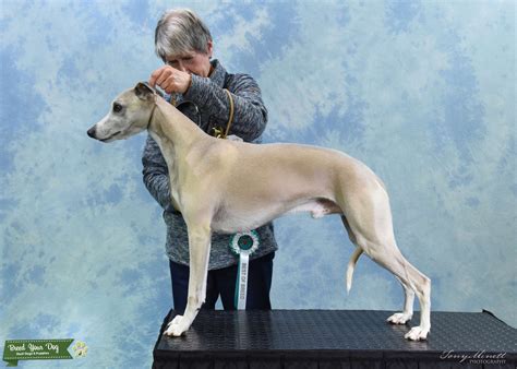 Kc Registered Blue Fawn Whippet Stud Dog In West Yorkshire United