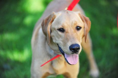 Golden Labrador Dog Breed Everything About The Goldador