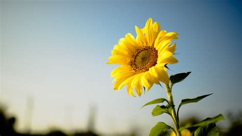 Sunshine Wallpaper Yellow Flowers Hd Desktop Wallpapers 4k Hd Images
