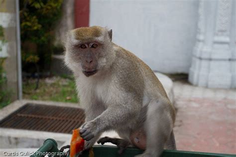 Just north of kuala lumpur is the impressive towering limestone cave, famously known as 'batu caves'. Kuala Lumpur Monkey at Batu Caves - Curtis Gulick Photography