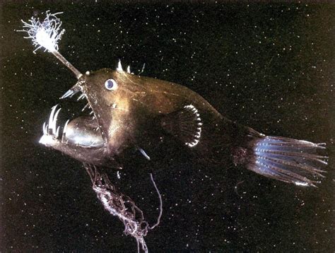 Anglerfish Mating Anglerfish Mating Male Facts Ark Pictures