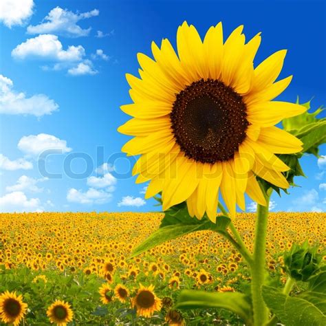 Beautiful Landscape With Sunflower Field Over Cloudy Blue Sky And