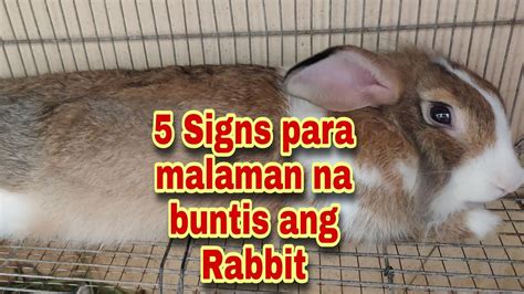 paano malalaman kung buntis ang ating rabbit 5 signs of rabbit pregnancy rabbit tips youtube