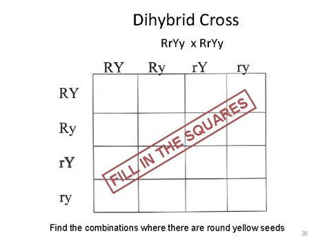 Chapter 10 Dihybrid Cross Worksheet Answer Key Pdf › Athens Mutual