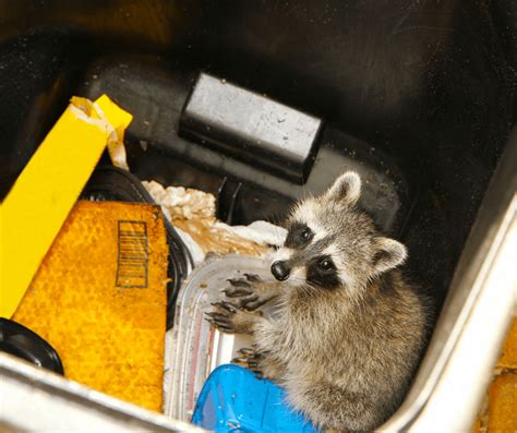 Creature Feature Raccoons The Woodlands Township Environmental Services